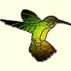 hummingbird graphic